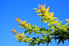 紅葉の始まり