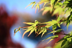 楓の若葉