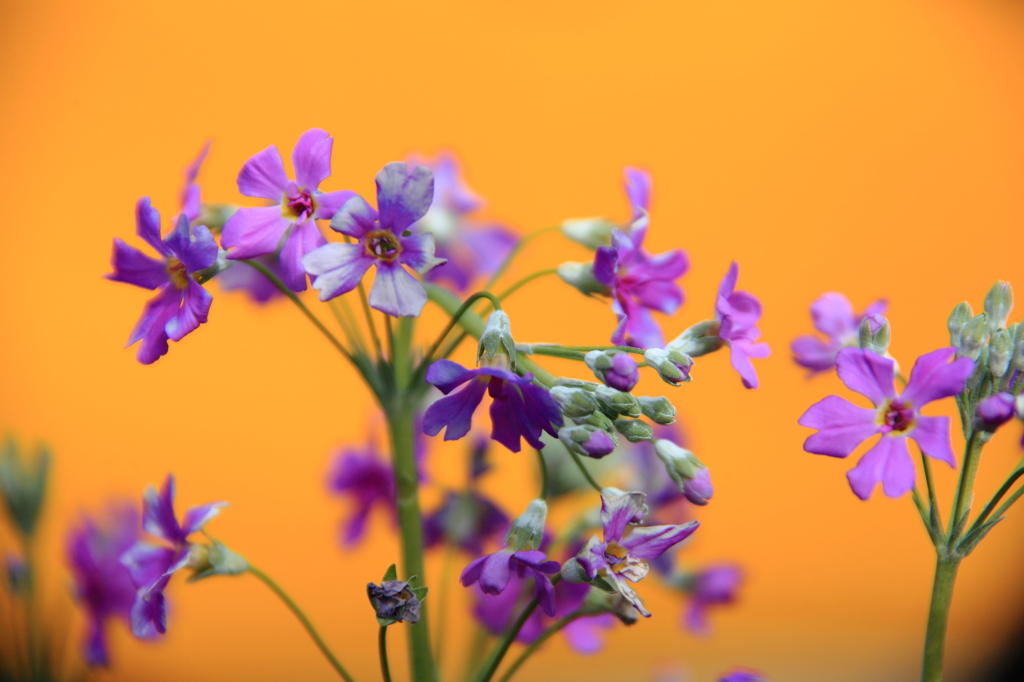 春近し～～桜草