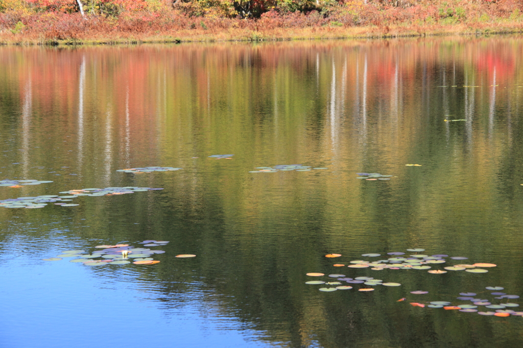 一沼の紅葉