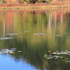 一沼の紅葉