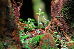 朽ちた幹には山野草