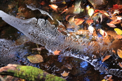 せせらぎの水面