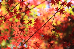 紅葉の微笑み