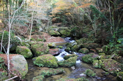 無残な王滝渓谷の紅葉
