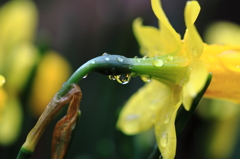 水仙の雫