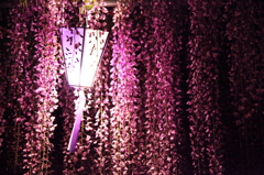 江南藤まつり：雪洞の花かんざし