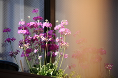 窓辺の花