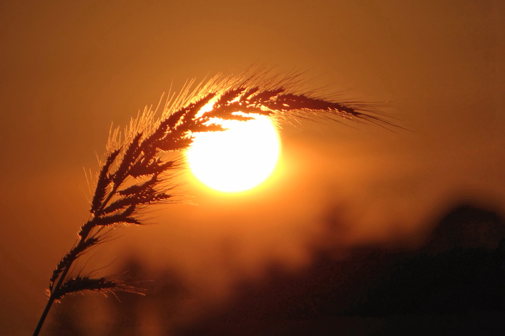 夕陽の稗の詩