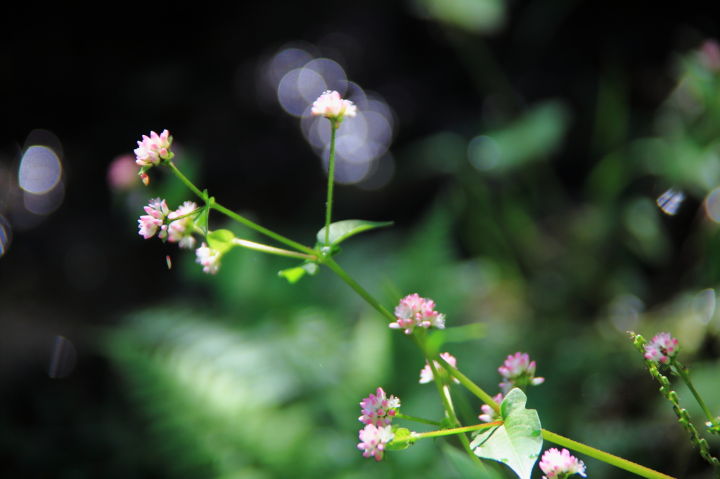 蕎麦の花