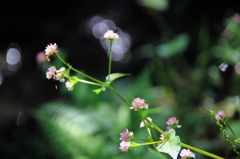 蕎麦の花