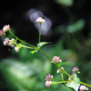 蕎麦の花