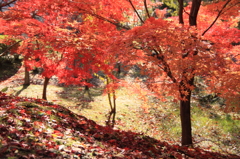 豊田市民芸館の紅葉