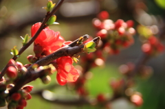木瓜の花