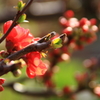 木瓜の花
