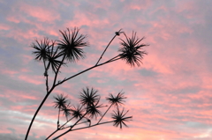 野草と夕焼け