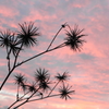 野草と夕焼け