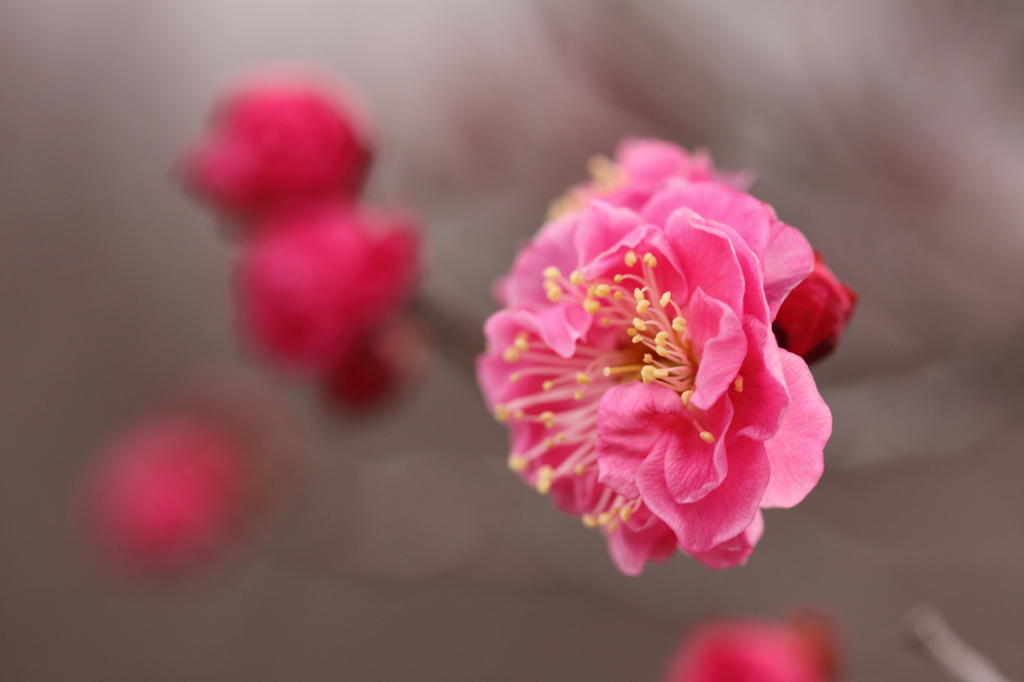 梅の香りに誘われて～～