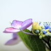 紫陽花