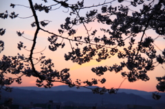 夜明けの桜