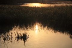 八ッ谷池の夕景 