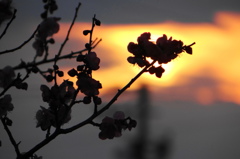 夕陽と紅梅