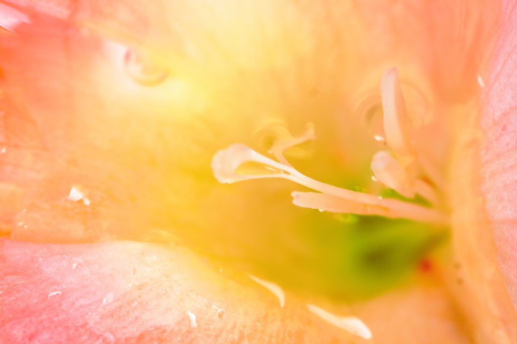 蕊の花園