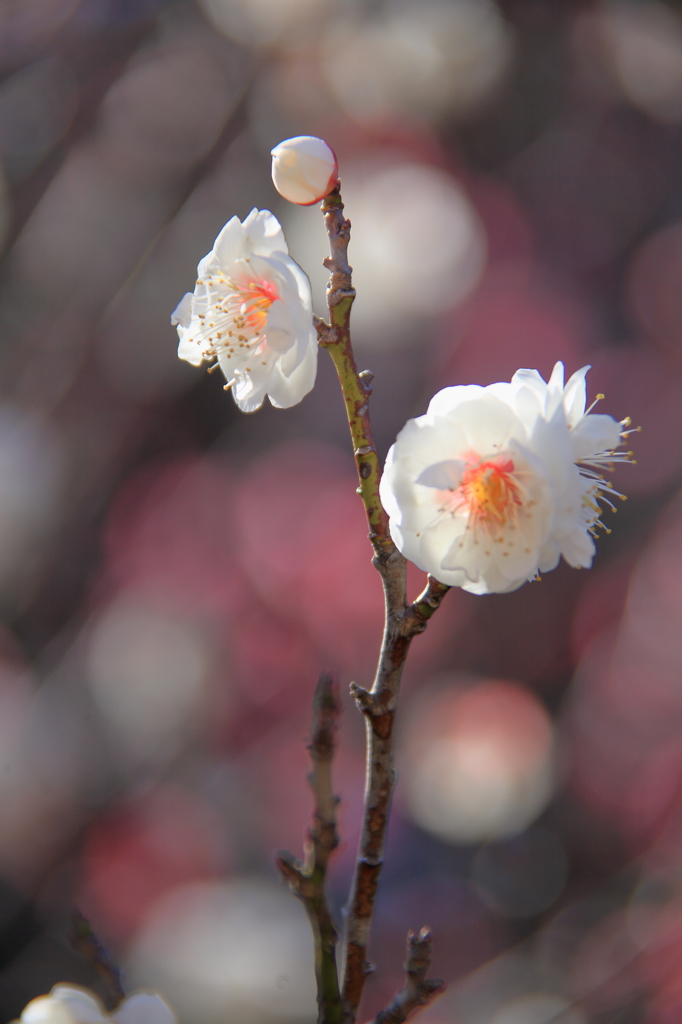 紅さして