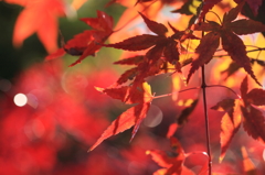 我が家の紅葉２