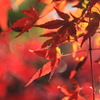 我が家の紅葉２
