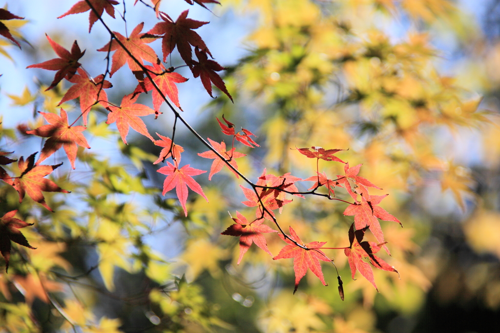 楓の紅葉