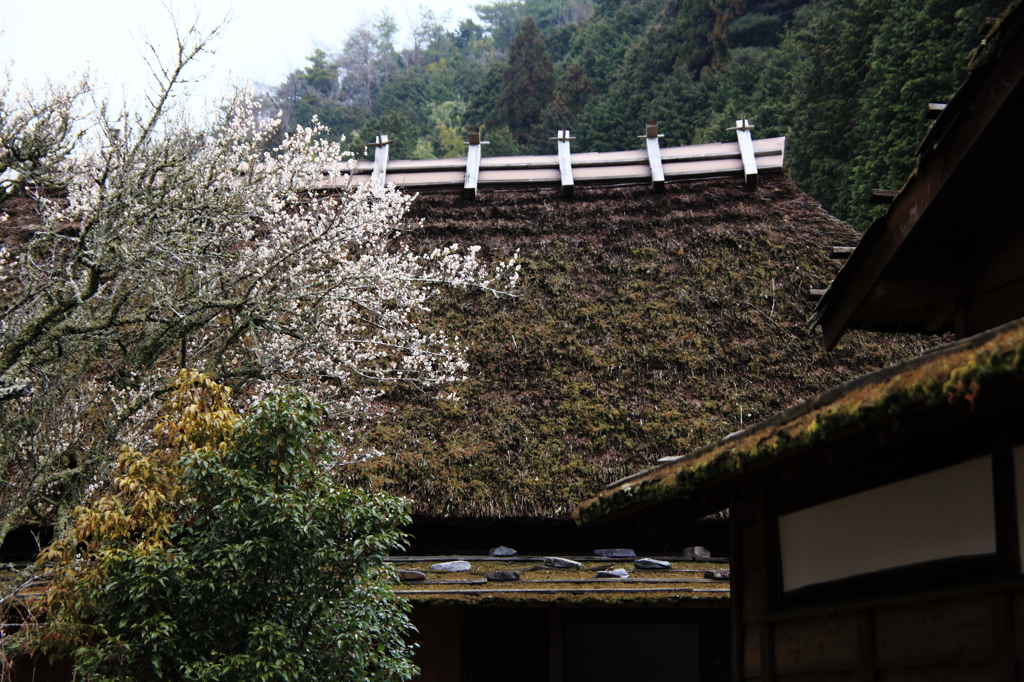 茅葺屋敷の梅の花