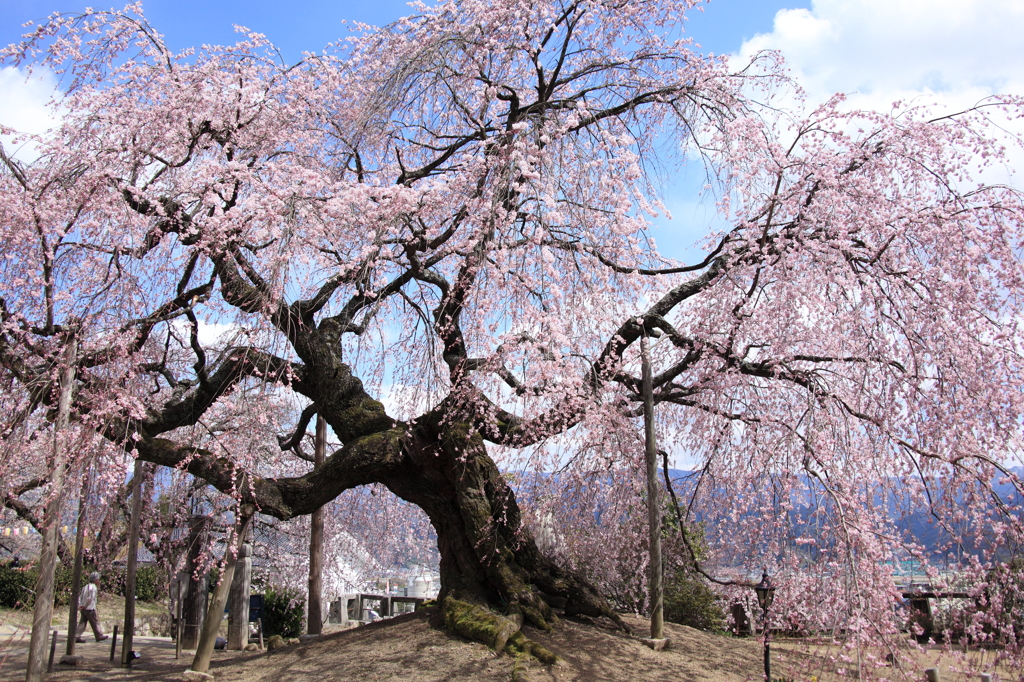 麻績の里　舞台桜