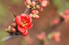 木瓜の花