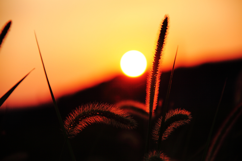 ネコジャラシの夕暮れの詩