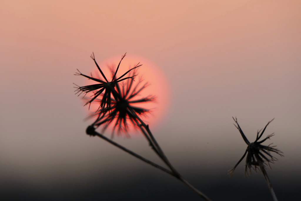 夕陽と引っ付き草