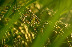 夕陽で輝く稲穂