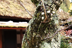茅葺屋敷の梅の古木