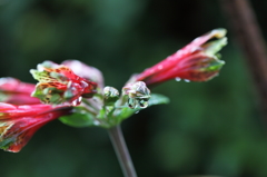 花雫