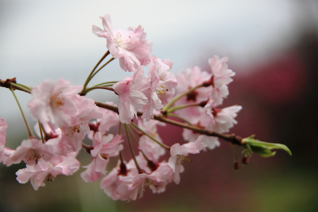 枝垂れ桜
