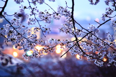 曙の桜