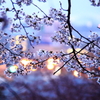 曙の桜