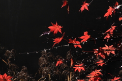 タカドヤ池の紅葉と雫