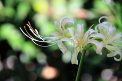曼珠沙華