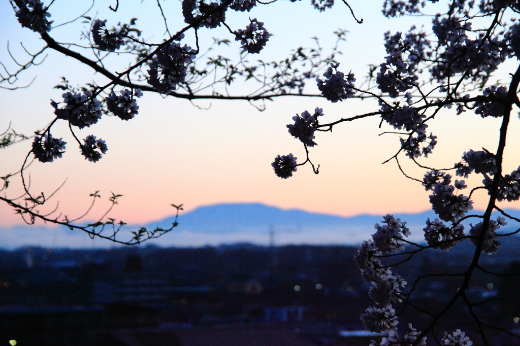 曙の恵那山と桜