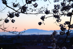 曙の恵那山と桜