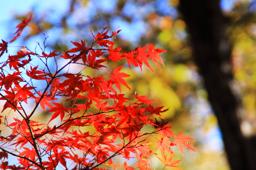 緑化センターの紅葉