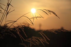 雑草と夕陽