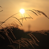 雑草と夕陽