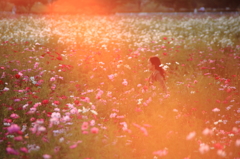 夕陽に染まる秋桜畑